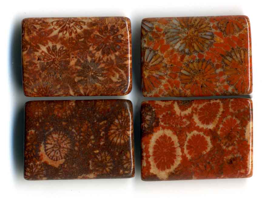 18_JA_fossilcoral.jpg (63.0 KB)