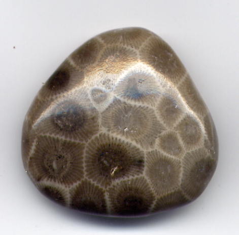 1_coral_fossilized_Madagaskar.JPG (22.6 KB)