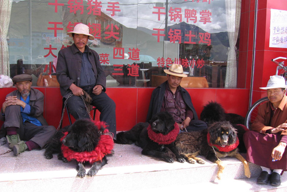 Lhasa_Mastiff.jpg (141.6 KB)