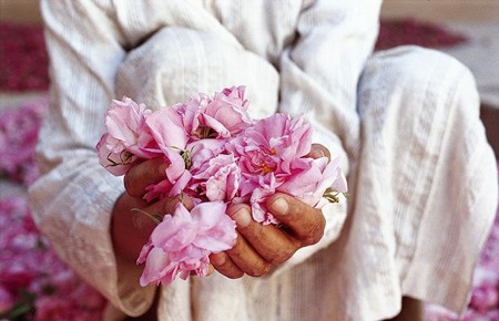 Man-with-Roses-Valley-Of-Roses-.jpg (51.8 KB)