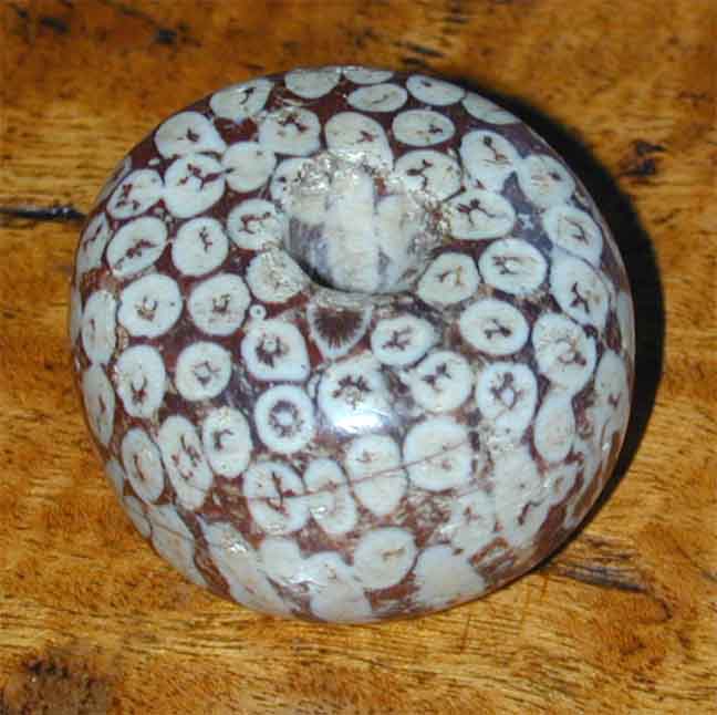 NL_fossilcoralbd.jpg (64.2 KB)