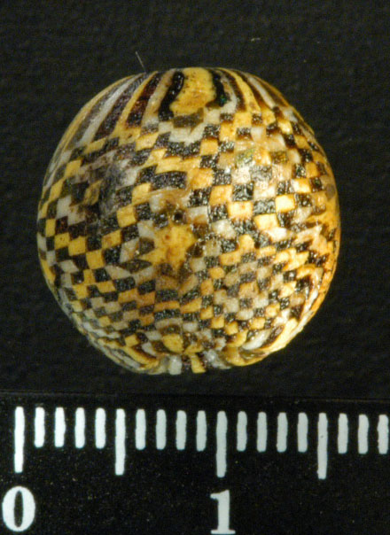 North_black_see_Roman_period_64_BC-330_AD_Egypto_Roman_Eastern_Mediterranean_1st_2nd_AD_Checkerboard_bead._Early_Roman_period_and_Later.1.jpg (123.7 KB)