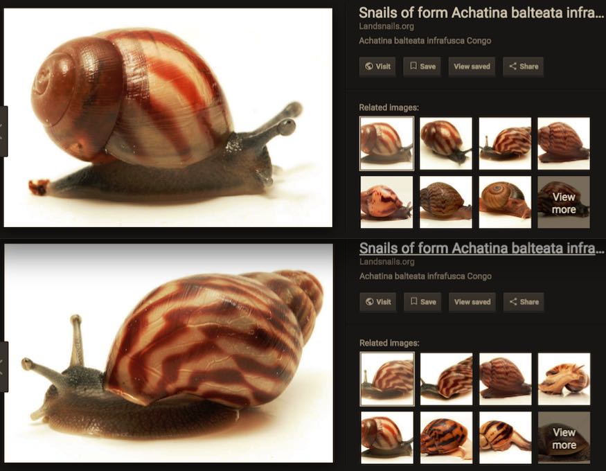achatina_snails.jpg (83.4 KB)