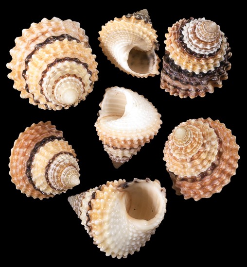 candy-snails.jpg (78.8 KB)