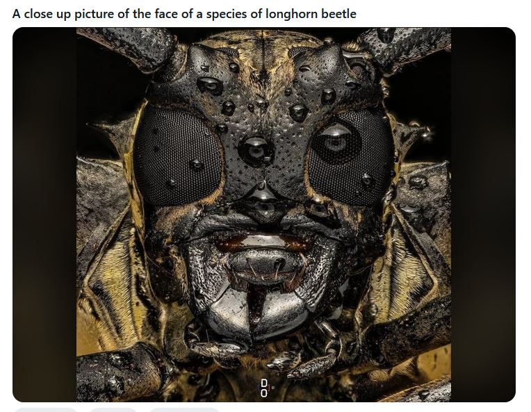 longhorn_beetle_face.JPG (115.1 KB)