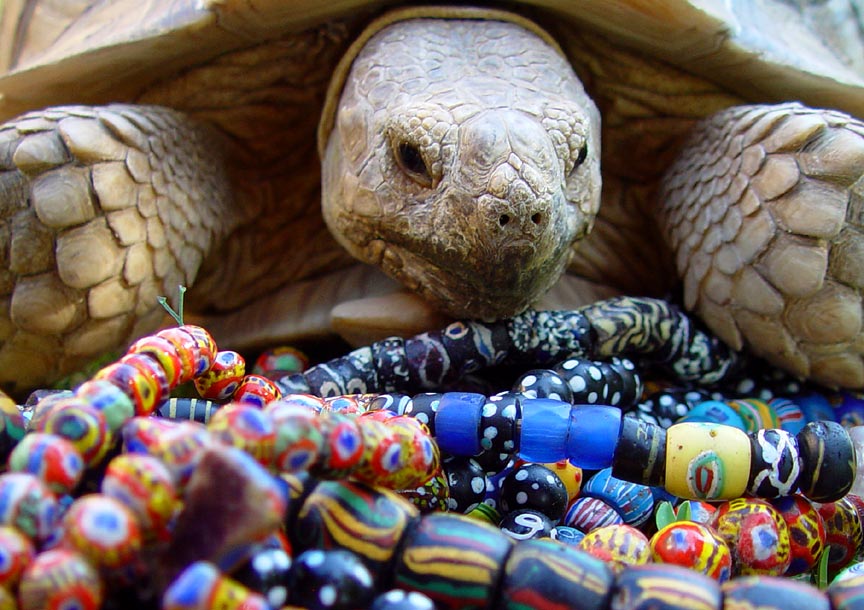 tort-mix.jpg (109.8 KB)